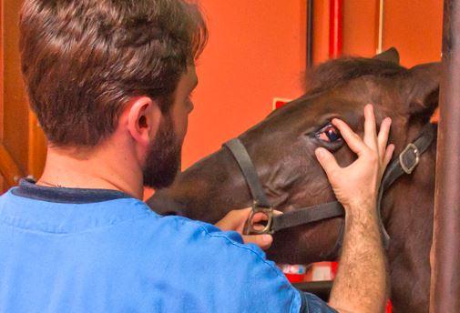 Hospital Veterinário