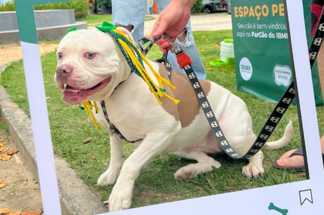 IBMR promove ações de orientações e cuidados com os pets